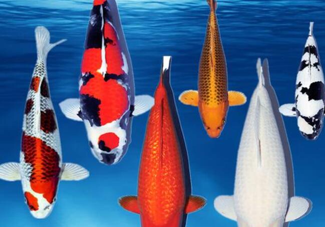 風(fēng)水師老徐分享招財風(fēng)水魚品種和寓意