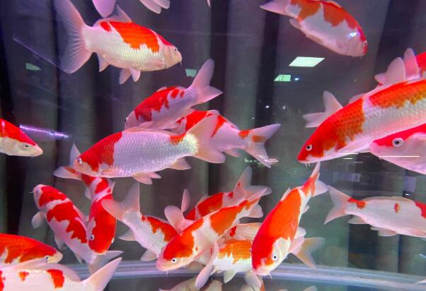 風(fēng)水先生簡述家中養(yǎng)魚的數(shù)量與品種的選擇